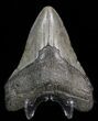 Bargain Megalodon Tooth - South Carolina #39963-2